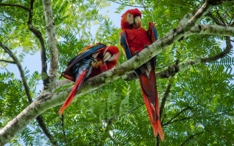 2 parrots with red, yellow & blue feathers sit & preen on a tree branch among bright green forest canopy, seen in Costa Rica.