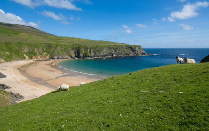Scattered sheep graze on bright green hillsides above a white-sand beach by calm turquoise water on a sunny day.
