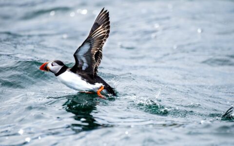 Puffin bird takes off out of choppy water in the rain, seen during the Treasures of Ireland & The British Archipelagoes trip.