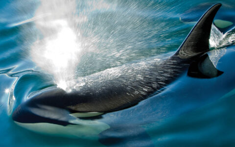 Orca coming up to breathe and blowing through its blowhole in Chatham Strait, Southeast Alaska.
