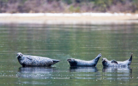 Adult harbor seals hauled out and resting on a semi-submerged log in punchbowl inside Misty Fiords National Monument just outside of Ketchikan, Southeast Alaska.
