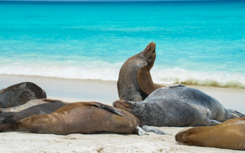 Sea lions lying on the beach with one sticking its head up next to bright blue water