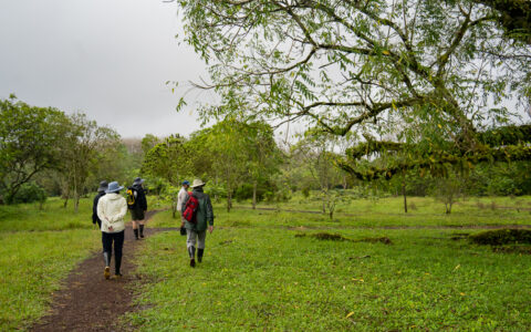 Travelers walking through the tortus reserve, on a thin path in lush green landscape