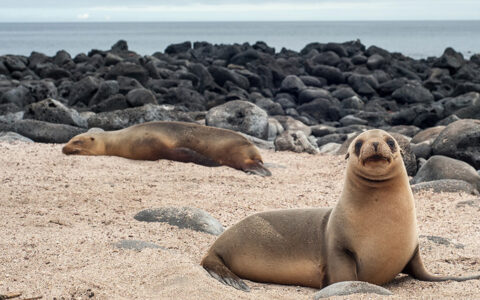 two sea lions laying in the sand in front of black rocks and calm seas in the distance