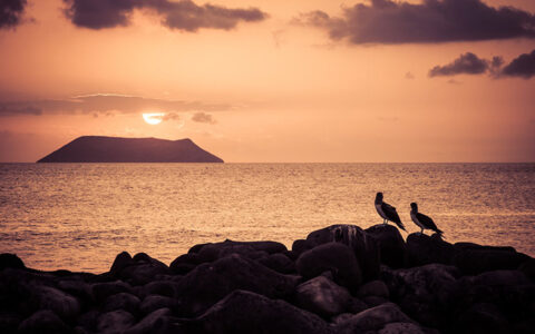 two birds perched on rocks overlooking the pink sunset setting on a calm sea over a small island with a few clouds.
