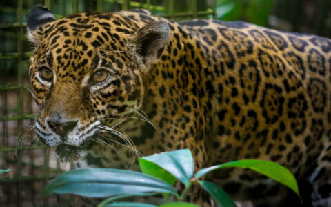 Leopard in fur of gold & dark circles sits beside green plant with cage bars behind, seen on a Belize jungle tour.