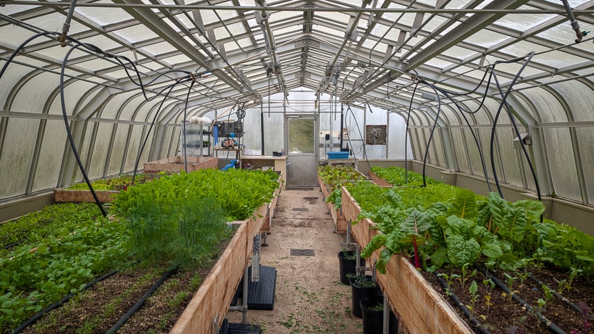 Green house garden with fresh herbs and a variety of green plants 