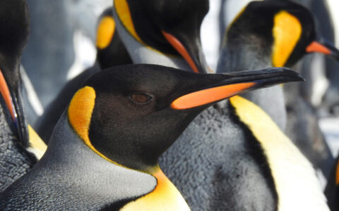 Close up of king penguin among many others with silver back, orange & black head & white chest, seen in South Georgia.