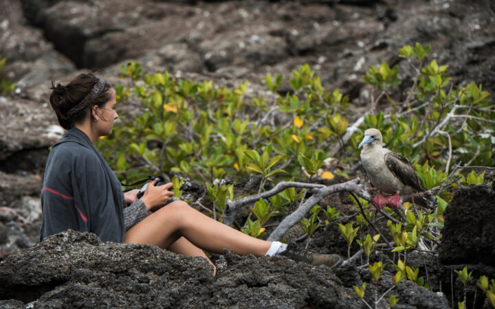 A female traveler sits on lava rock with camera in hand as a red footed booby bird perches on a low hanging mangrove tree in front of her.