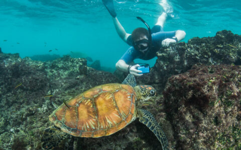 A sea turtle seen here with a snorkeler capturing an unforgetable moment in the Galapagos islands on the Coral I & Coral II