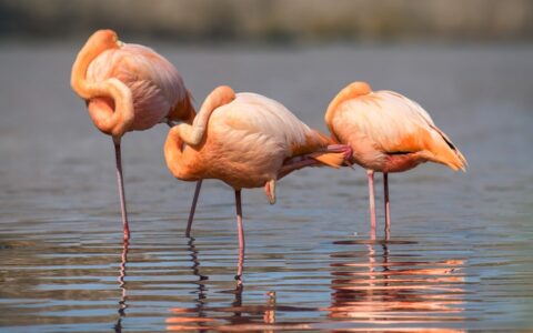 3 pink flamingoes stand in calm shallow water & preen themselves during an Elite cruise in the Galapagos Islands.