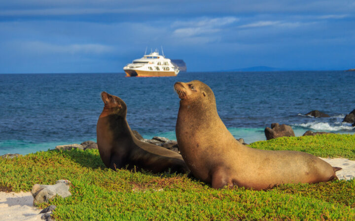 On a blue sunny day the Elite catamaran cruises the horizon while two sea lions sun bathe from the green island shoreline.