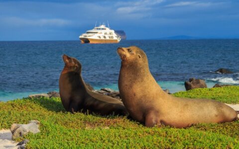 On a blue sunny day the Elite catamaran cruises the horizon while two sea lions sun bathe from the green island shoreline.