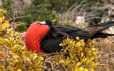Male frigatebird with big black wings sits in green bush & puffs out his big red chest during an Endemic Galapagos cruise.