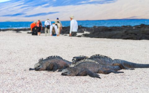 Three dark marine iguanas sun bathe on a sandy beach in the Galapagos, a group of travelers walk by them in the distance.