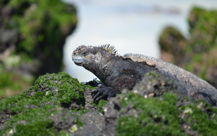 A close up of a Galapagos marine iguana blending into dark lava rock and mossy green vegetation