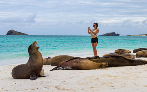 A woman hold up a camera toward a group of Galapagos sea lions on the beach