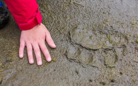 Great Bear Rainforest cruise guest in red jacket puts hand in sand beside large bear paw print.