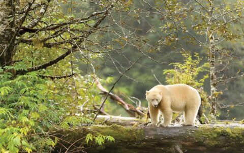 Albino Spirit Bear on a downed log in green forest.