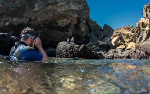 Man in blue wetsuit sits in water & photographs Galapagos penguins among tan rocks on a sunny day during the Legend cruise.