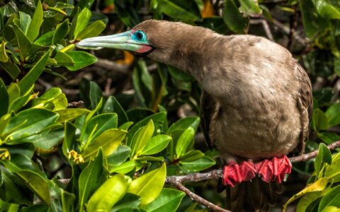 red-footed booby bird with brown feathers & light-blue-ringed eyes sits on a branch among bright green leaves in Galapagos.