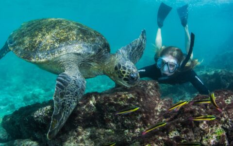 Woman in black wetsuit with snorkel & flippers dives underwater to look at a green sea turtle & bright yellow fish in Galapagos.