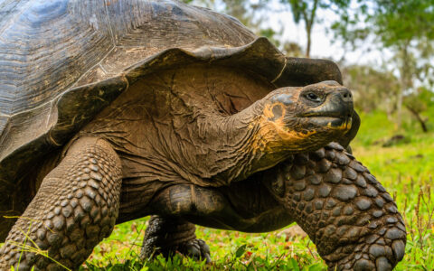 Giant tortoise walks slowly over bright green grass, seen on a National Geographic Galapagos Catamaran cruise.
