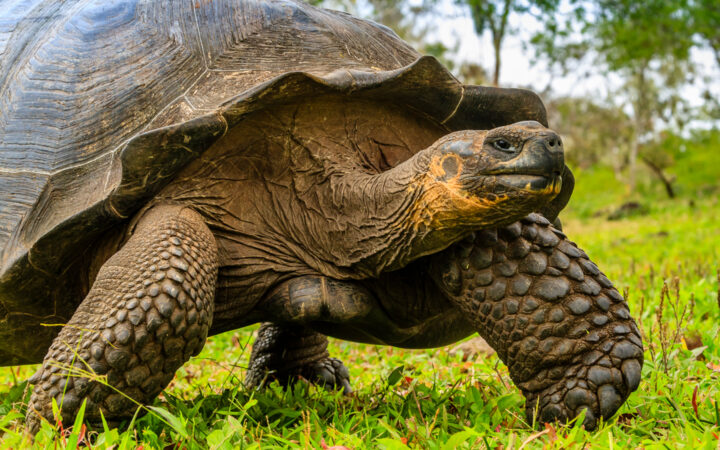 Giant tortoise walks slowly over bright green grass, seen on a National Geographic Galapagos Catamaran cruise.