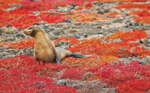A Galapagos sea lion sits on red flora, seen on a National Geographic Galapagos by Catamaran cruise aboard Nat Geo Delfina.