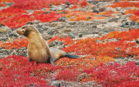 A Galapagos sea lion sits on red flora, seen on a National Geographic Galapagos by Catamaran cruise aboard Nat Geo Delfina.
