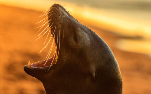 close up of Sea lion with its mouth wide open