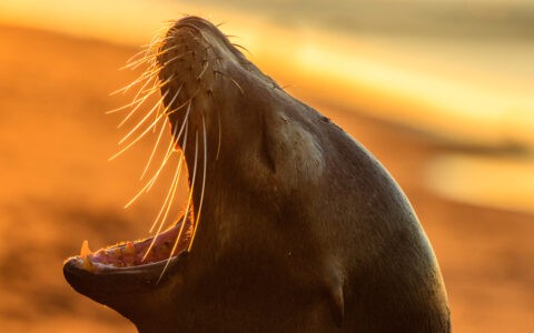 close up of Sea lion with its mouth wide open