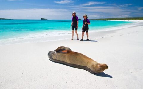 2 women in short wetsuits walk beside a lounging sea lion on a white-sand beach during a Nat Geo Wild Galapagos Escape Cruise.