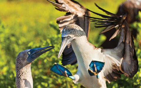Two blue footed boobies with brown wings, white bodies, blue beaks and webbed feet flap wings in front of green mangrove trees