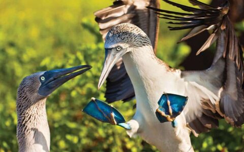 Two blue footed boobies with brown wings, white bodies, blue beaks and webbed feet flap wings in front of green mangrove trees