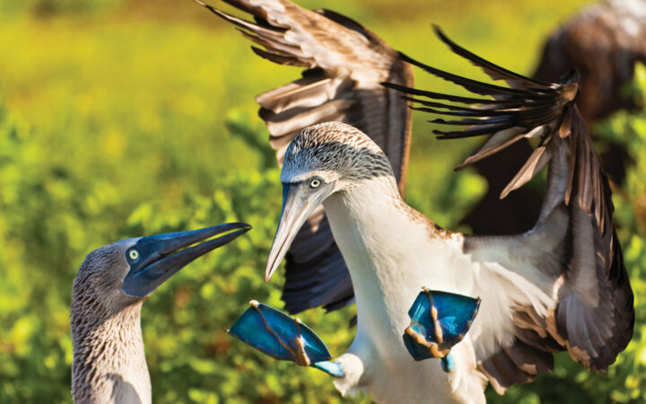 Two blue footed boobies with brown wings, white bodies, blue beaks and webbed feet flap wings in front of green mangrove trees