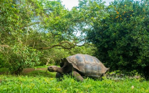 Giant tortoise walks among lush green vegetation on a bright day during an Ocean Spray Galapagos Cruise.