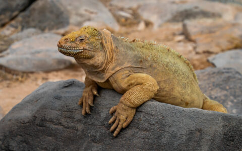Yellow land iguana with scales sits atop gray rock, seen on an Ocean Spray Galapagos cruise.