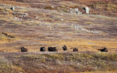 Group of muskoxen with long brown fur & horns stand in autumnal tundra, seen on a southern Greenland cruise.