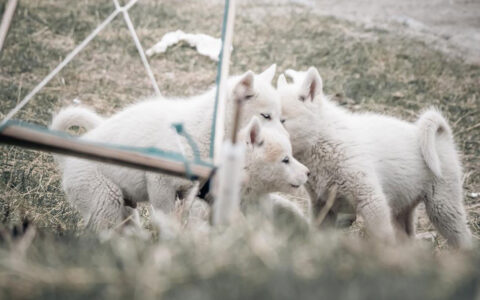 Family of white sled dogs with curled tails & thick fur play among green arctic tundra, seen on a West Greenland cruise.