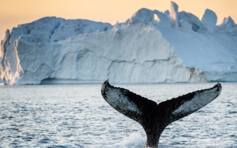 Tail fin of humpback whale with black & white skin in front of iceberg in orange light at dusk in Greenland.