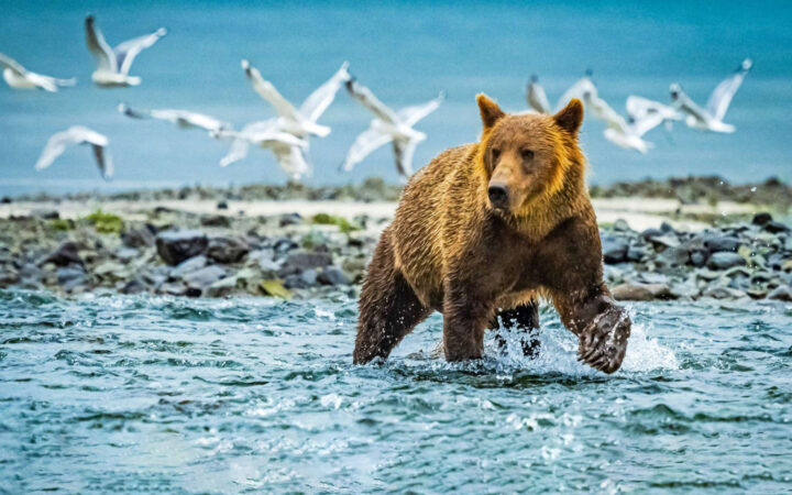 Brown bear fishes in a river while seagulls fly overhead on a sunny day during the Alaska Bear Camp Adventure.