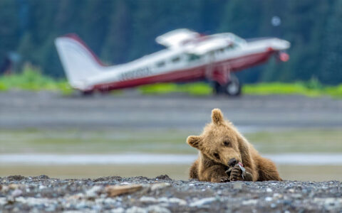 Photo of a small baby bear eating on the ground with a small plane off in the distance on a sunny day