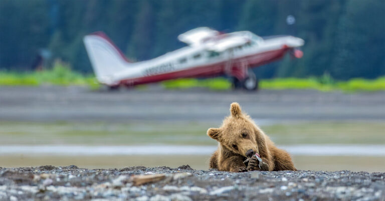 Photo of a small baby bear eating on the ground with a small plane off in the distance on a sunny day