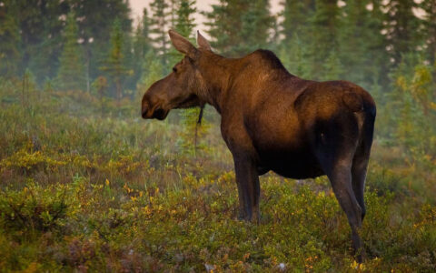 Brown moose stands atop green, red & brown tundra in Denali National Park, seen on the Alaska Coast to Denali Journey.