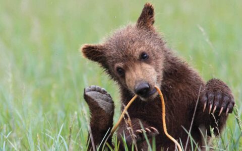 Grizzly bear cub laying in the green grass and playing with a tree limb in it's mouth.