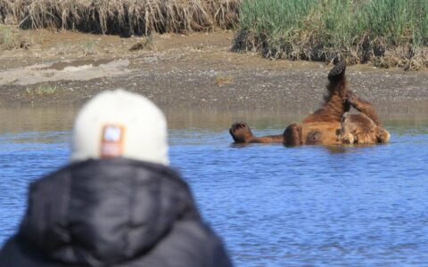 A grizzly bear taking a bath in the river on its back as a small ship cruise passenger watches from shore