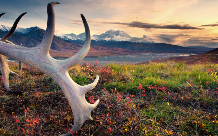 The majesty of the Alaska Grand Adventure will inspire and move your heart as you take in the dramatic landscapes of Alaska