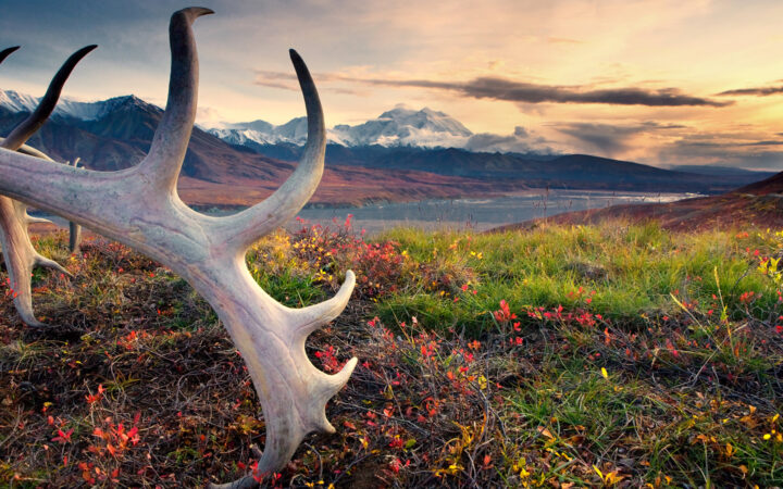 The majesty of the Alaska Grand Adventure will inspire and move your heart as you take in the dramatic landscapes of Alaska