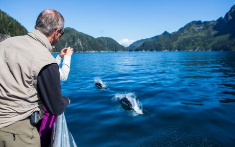Travelers lean off a boat to photograph Dall's Porpoise coming above calm blue water on the Alaska Grand Adventure.